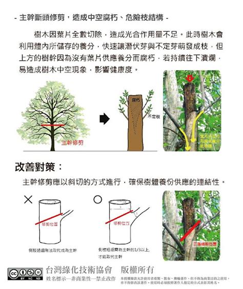 不良枝|樹木修剪方法及正確修枝位置教學，喬木正確修剪原則